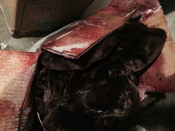 The fur coat drowned as well, its red inner lining has faded… #MadeleineprojectEN https://t.co/Me5gTYPRyM